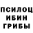 Галлюциногенные грибы Psilocybine cubensis Alesja Grinberga